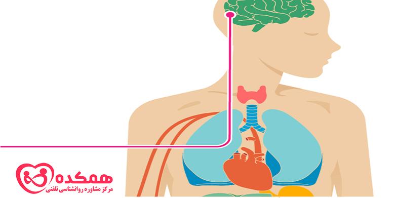 اثرات الکل بر بدن