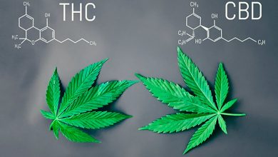 THC چیست؟ و مصرف آن چه عوارضی دارد؟ || همکده