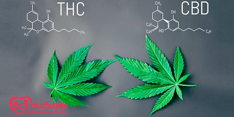 THC چیست؟ و مصرف آن چه عوارضی دارد؟ || همکده